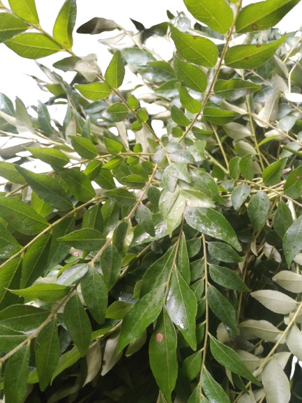 Dehydrated curry leaves 100%natural fresh Ceylon product 100g.