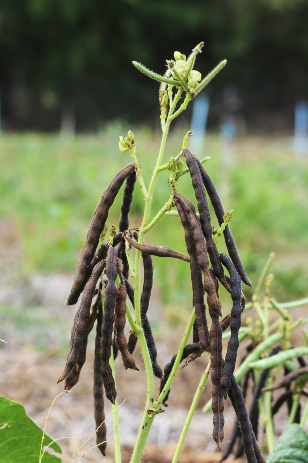 Brown Mung Beans (4 lb) / Bush Bean / Bean Sprouts / Sprouting seeds