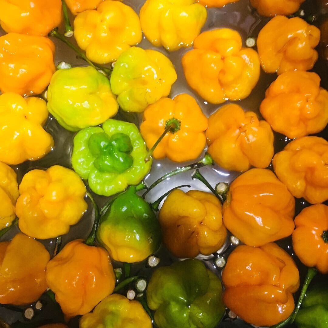 Scotch Bonnet Peppers – Fresh Whole Pods – Yellow/Green – Free Shipping SFRB