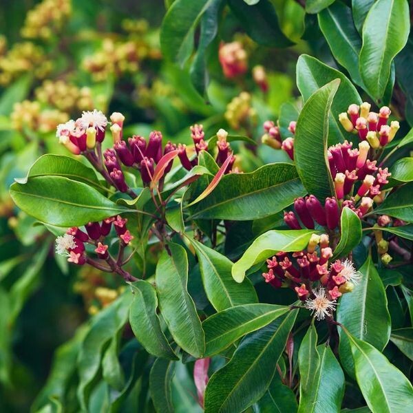 Organic Sri Lankan Whole Cloves – 1000+ Fresh, 100% Natural, Highest Quality