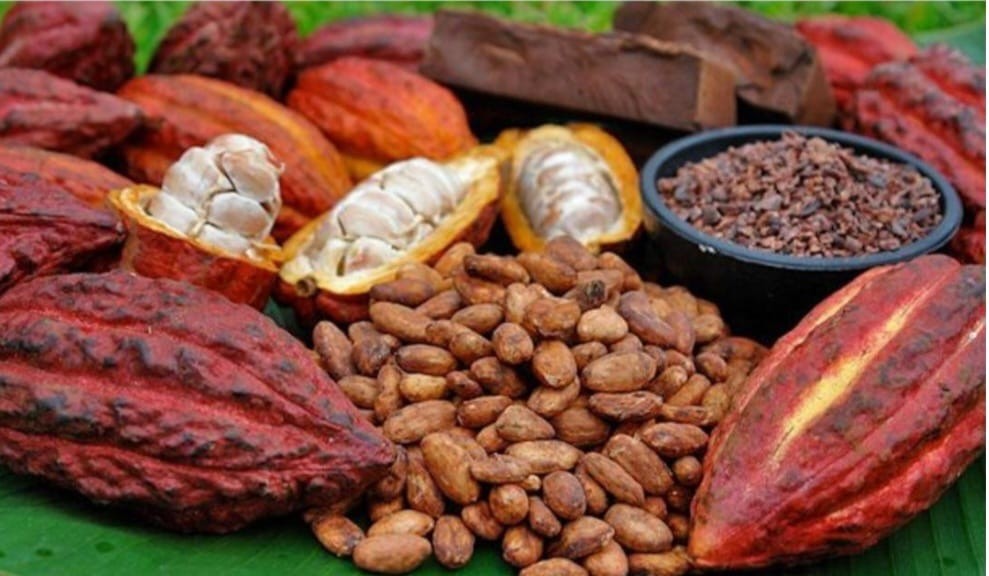 Cacao Fruit 5 Organic make Chocolatte – Always Fresh Priority Mail Shipping pods