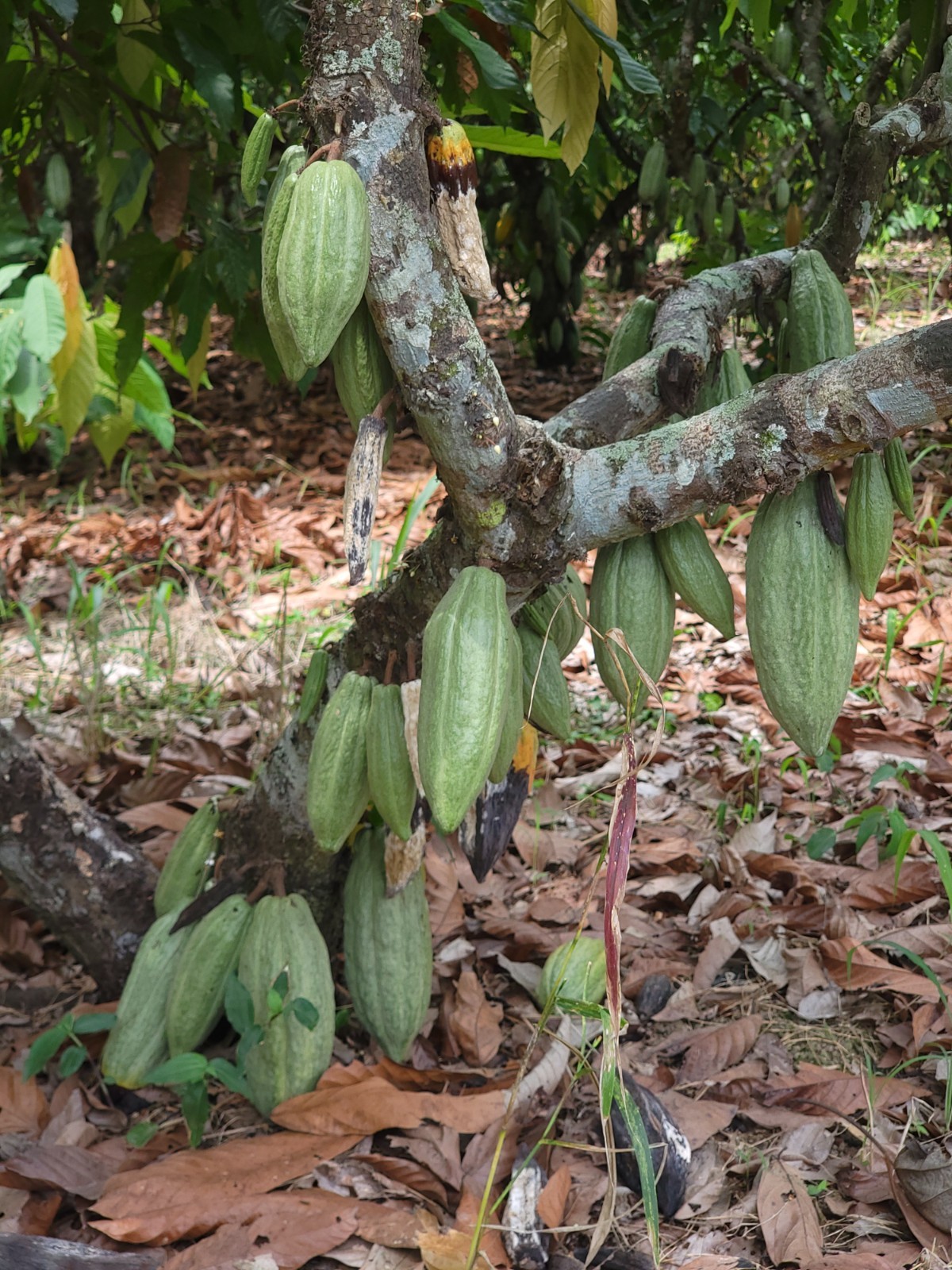 Whole Raw Dried Cacao Beans. 100% Fino De Aroma-Arriba. From Balzar, Ecuador.