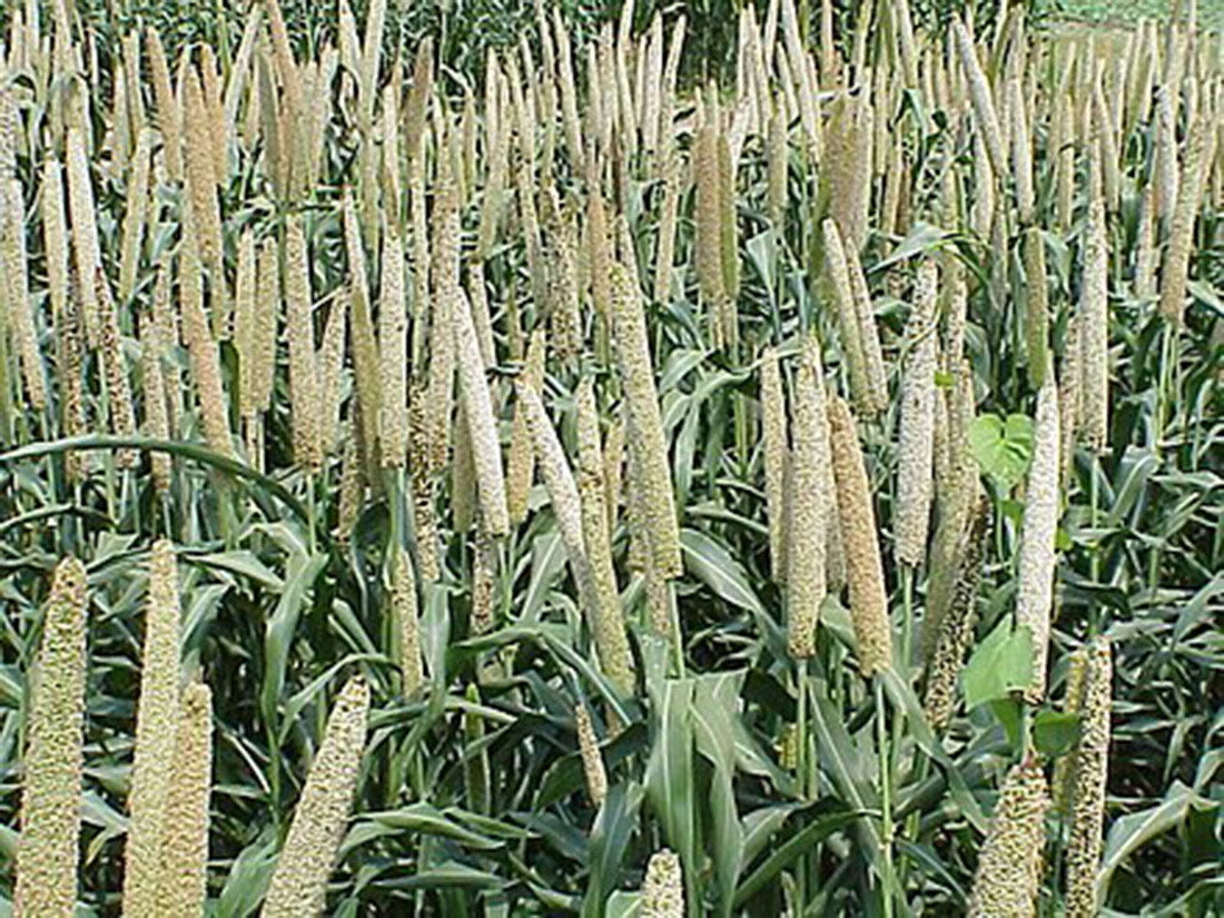 USA Grown Organic Millet, Whole Grain Seeds non GMO Hulled Bulk Raw