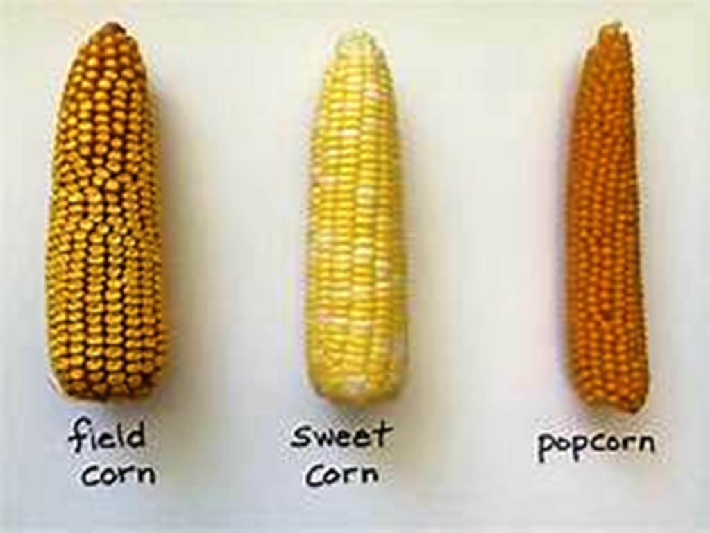 Dried Yellow Corn Maize15oz – 5lbs Free Shipping