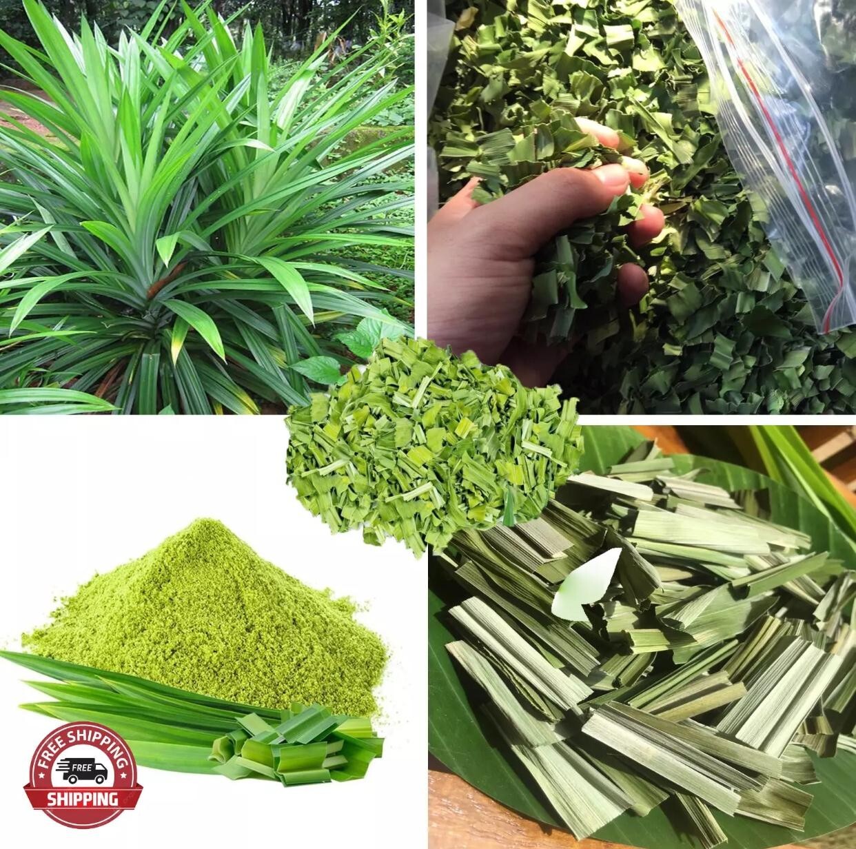 Ceylon Dried Pandan 100% Pure Organic Sun Dried Leaves/Leaf High Quality Spices
