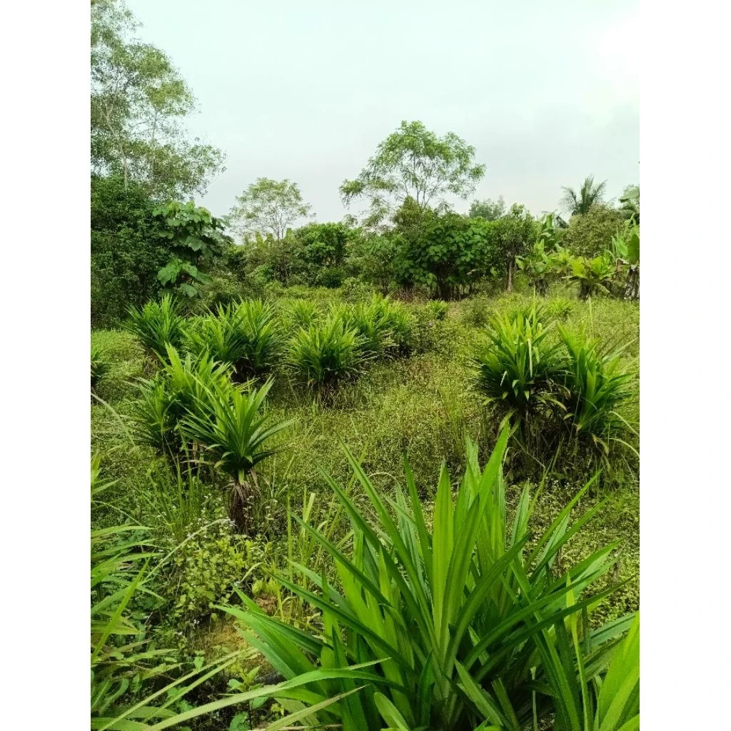Fresh Pandan Leaves Bundle Organic Natural Herb for Cooking Tea Fragrant Fresh