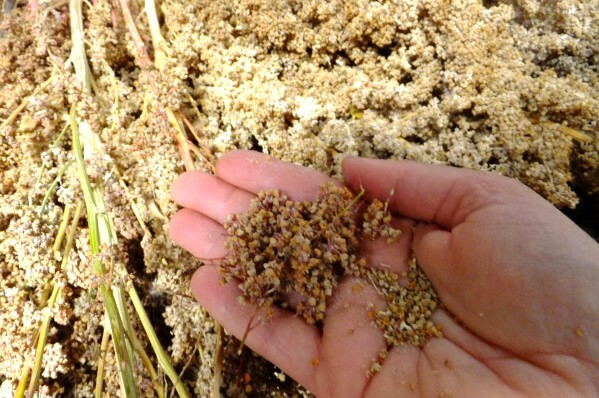 Couscous Original | 4oz to 5lb | Pure Natural Hand Crafted