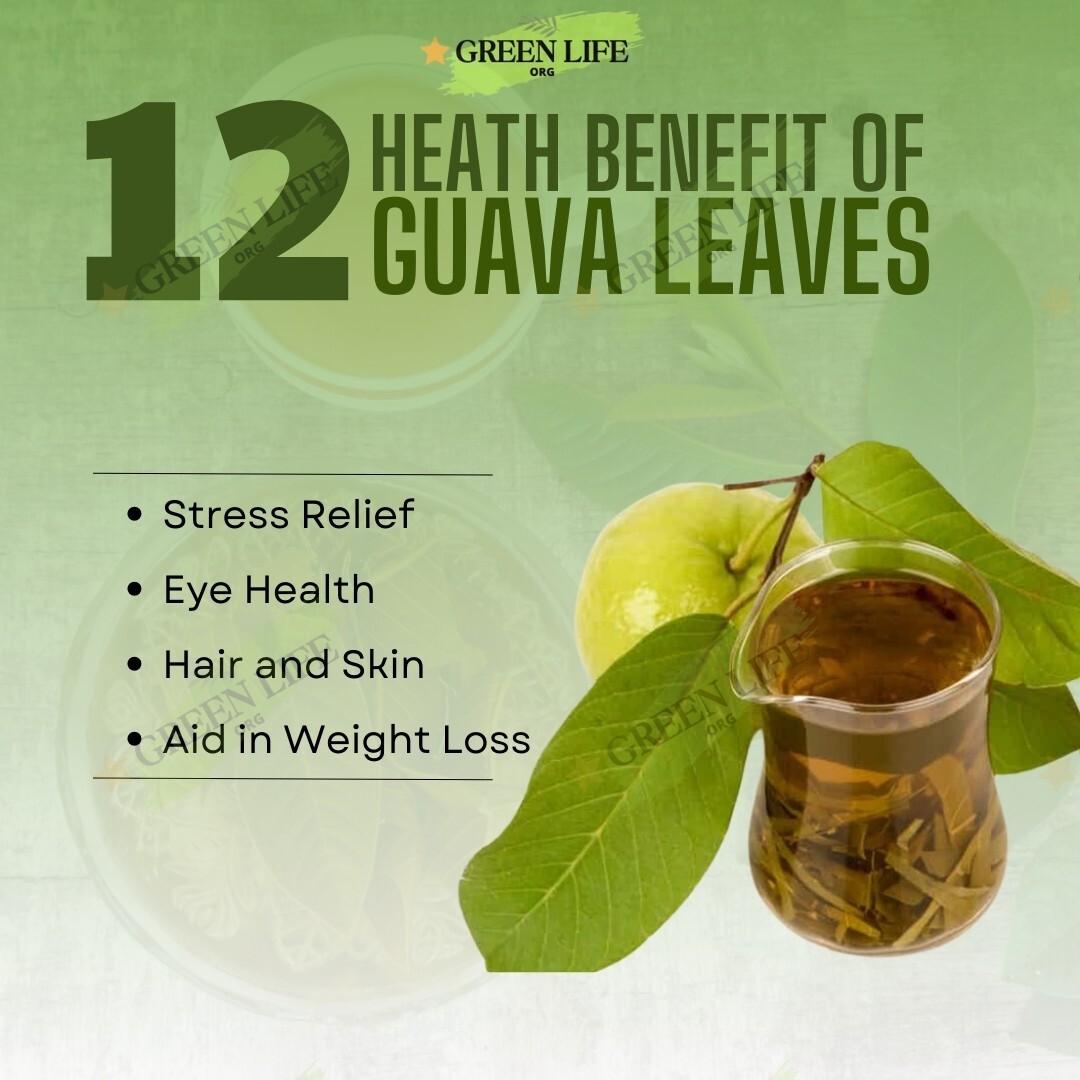300+ Dried Quava Leaves Tea, Organic, Premium Quality, Sunny Dry, 5.5oz.