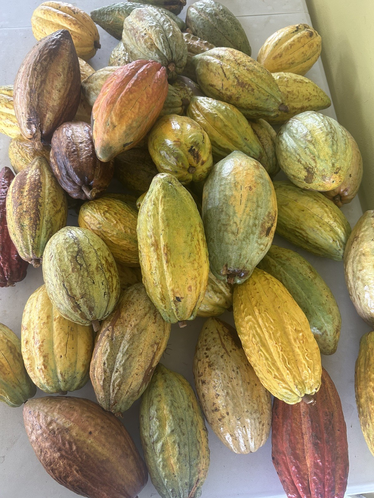 Cacao Fruit 5 Organic make Chocolatte – Always Fresh Priority Mail Shipping pods