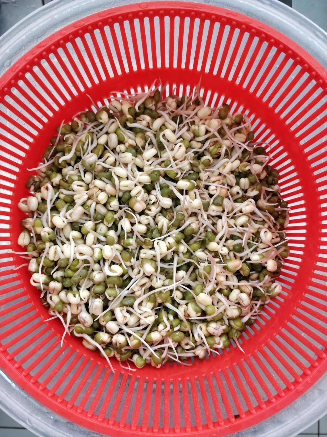 Brown Mung Beans (4 lb) / Bush Bean / Bean Sprouts / Sprouting seeds