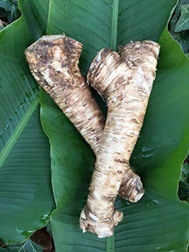 Horseradish Root, Sauget, 4 ounce (Sold by Weight). -Country Creek LLC-