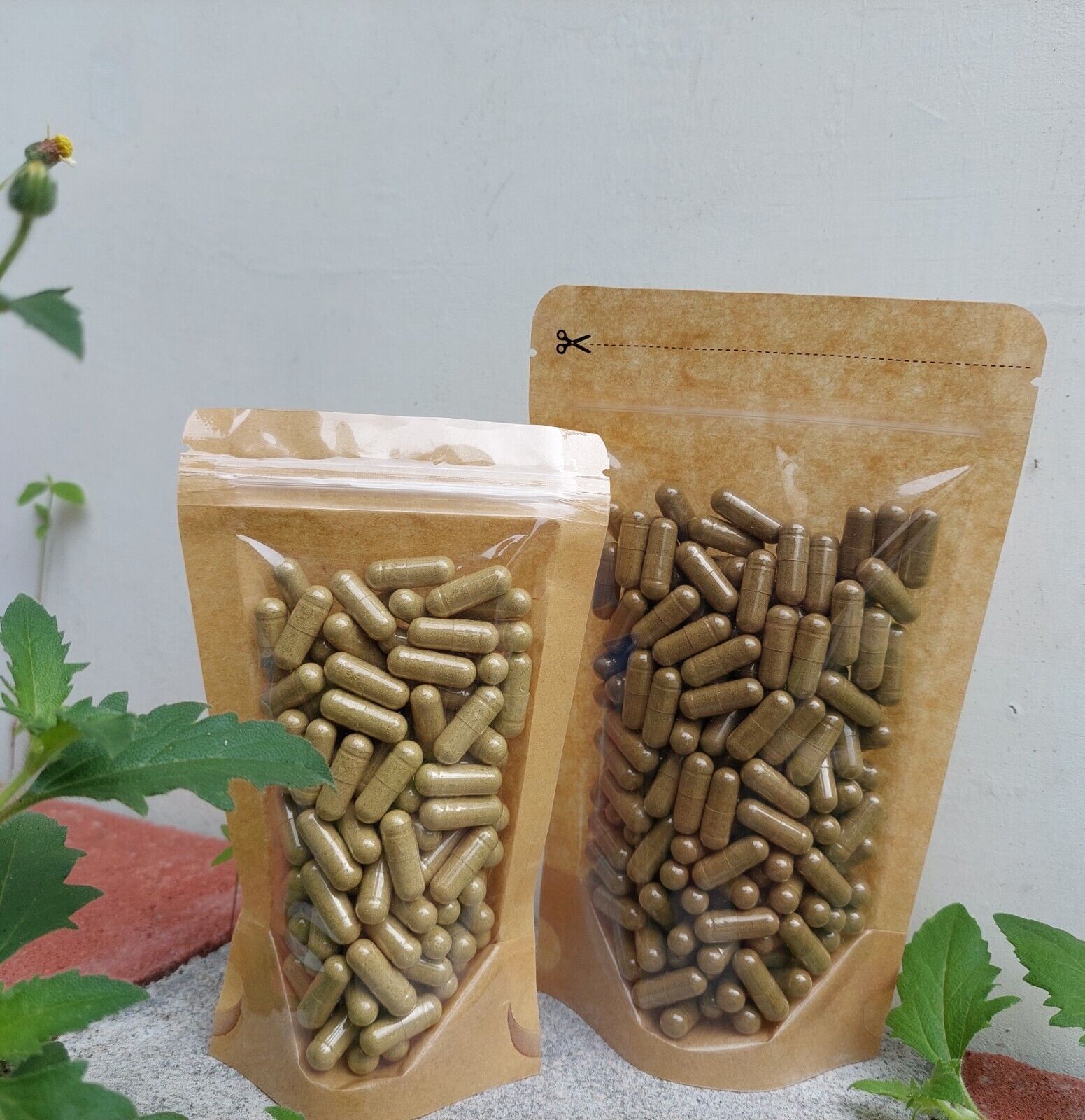 {idHerb} CAPSULE BINAHONG – ANREDERA CORDIFOLIA NATURAL ORGANIC HERBAL FRESH
