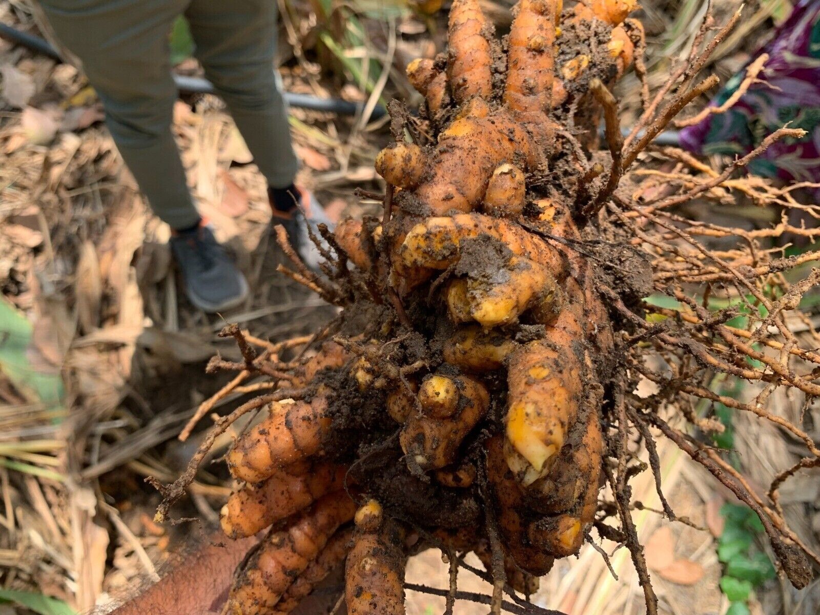 dried turmeric root ground powder organic aroma pure natural ceylon spice 100%
