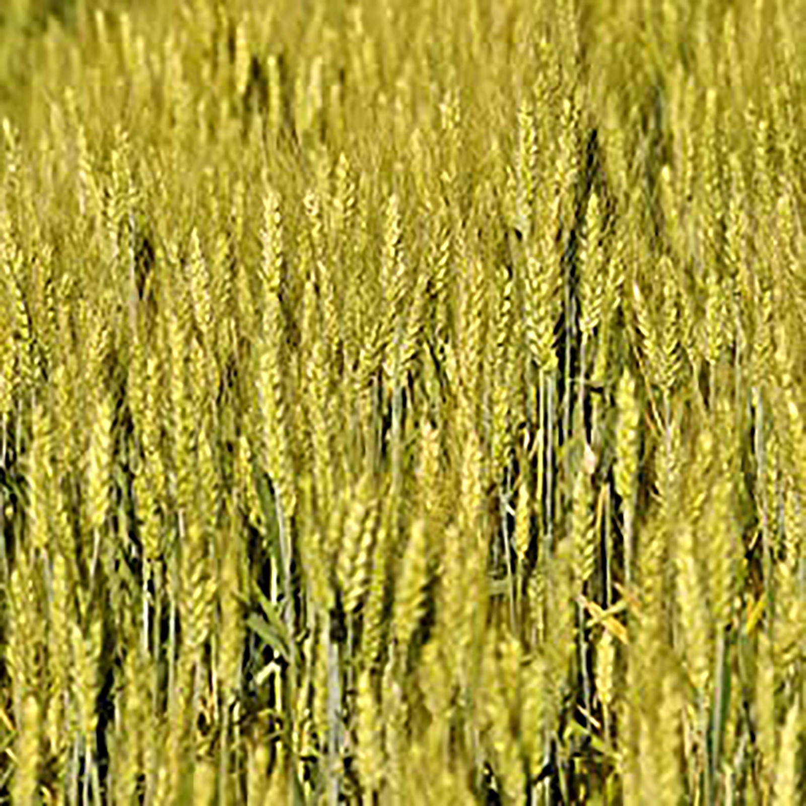 Rawseed Organic Brown Whole Grain African Teff 10 Lbs*