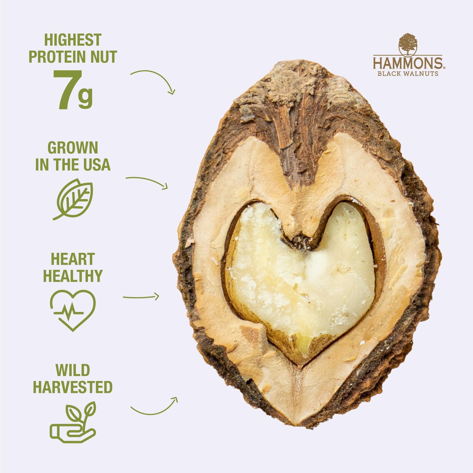 Black Walnuts, Fancy Large, 8 Oz, Highest Protein Nut, Heart Healthy, Non-GMO, N