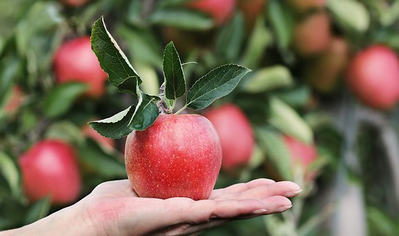 APPLE powder 32oz – 2lb , freeze dried , natural, gluten free, non-GMO PAJE