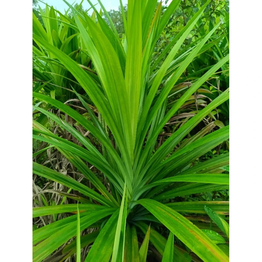 Fresh Pandan Leaves Bundle Organic Natural Herb for Cooking Tea Fragrant Fresh