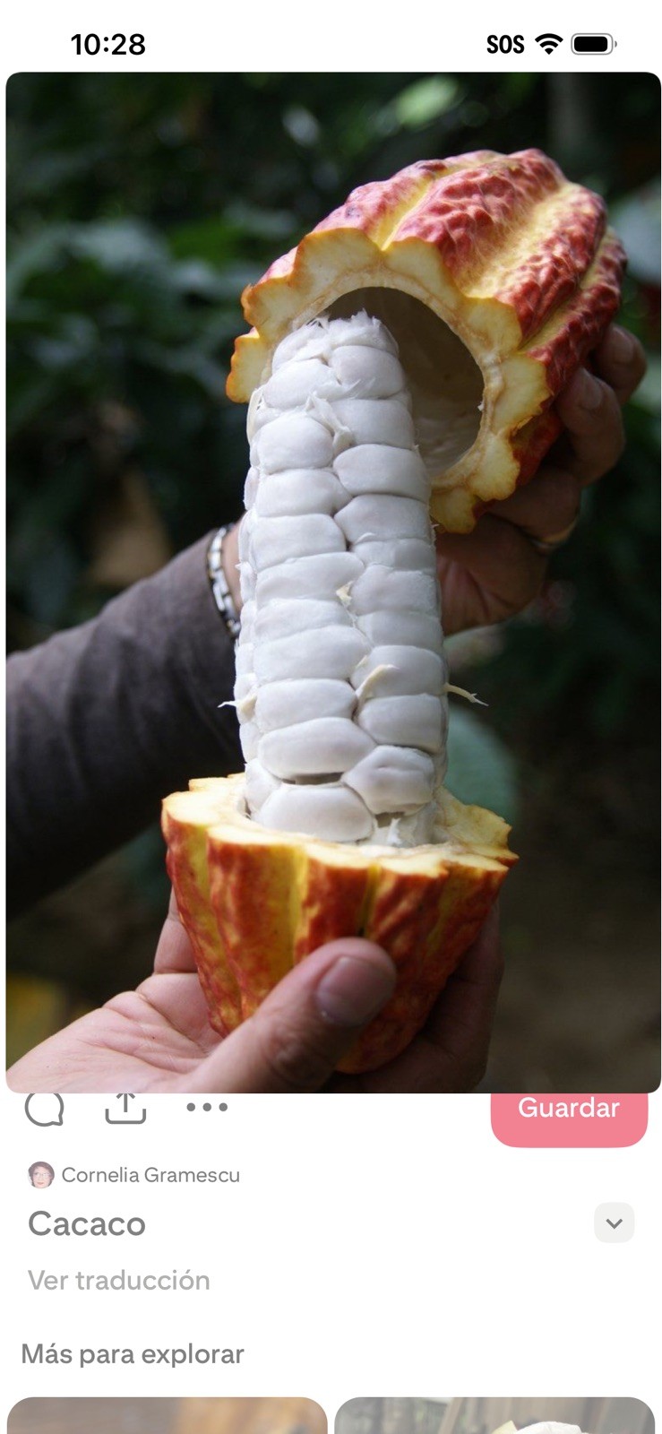 Cacao Fruit 5 Organic make Chocolatte – Always Fresh Priority Mail Shipping pods