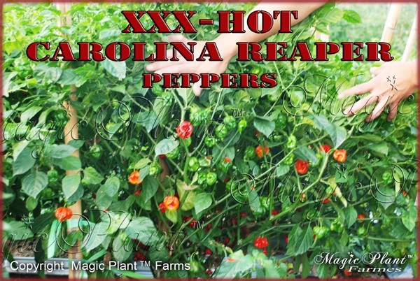 Carolina Reaper Pepper / NON-GMO Premium Carolina Reaper Powder 1/2 oz Jar