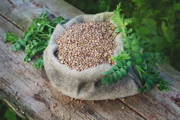 Beans Lentils Cooked Dried | 4oz to 5lb | Pure Natural Hand Crafted