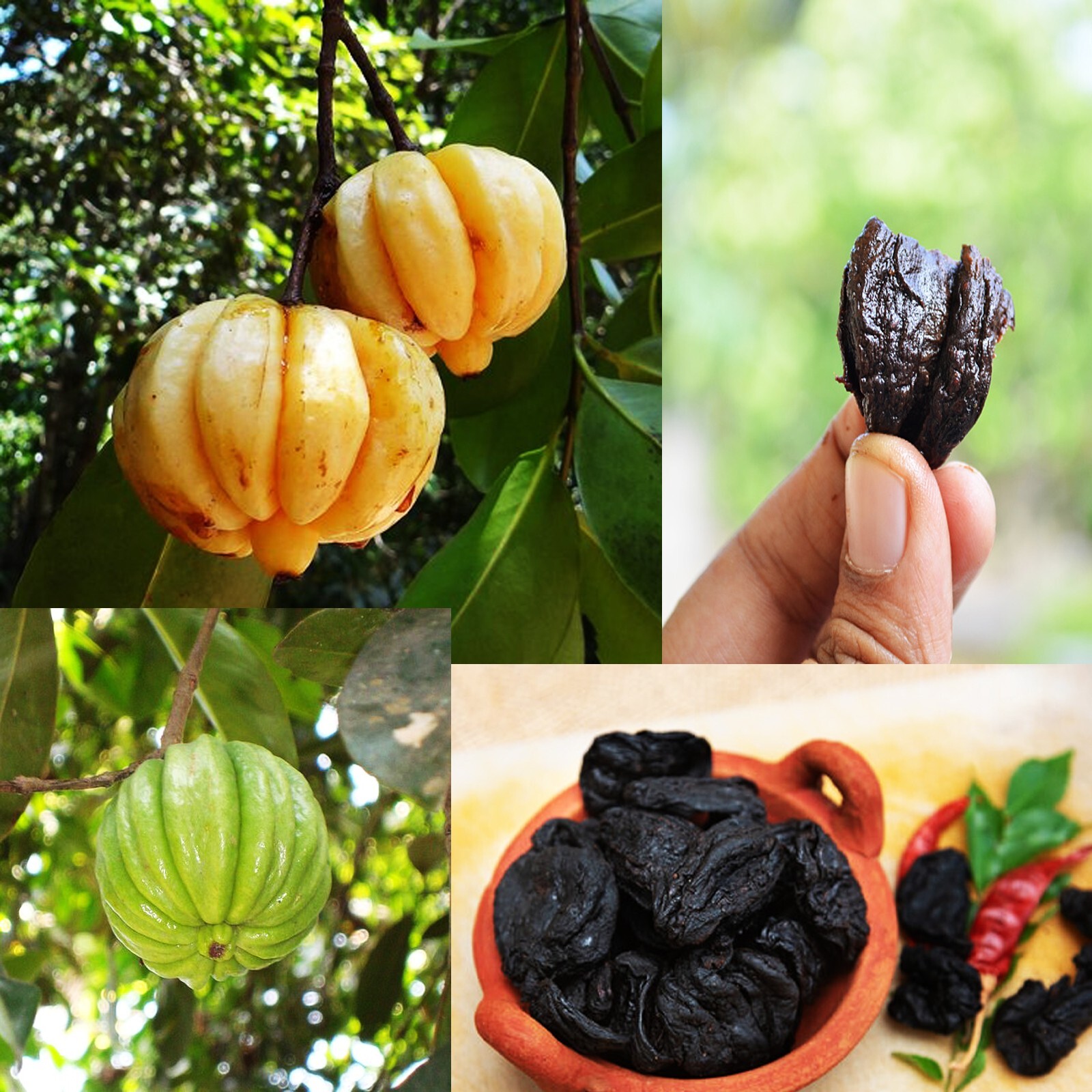 Fresh Dried Garcinia cambogia Weight Loss Natural Supplement Whole pieces 100g