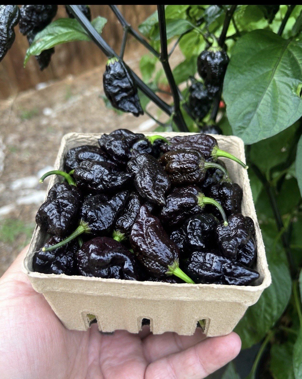 1 Pound Of Blood Ghost Peppers