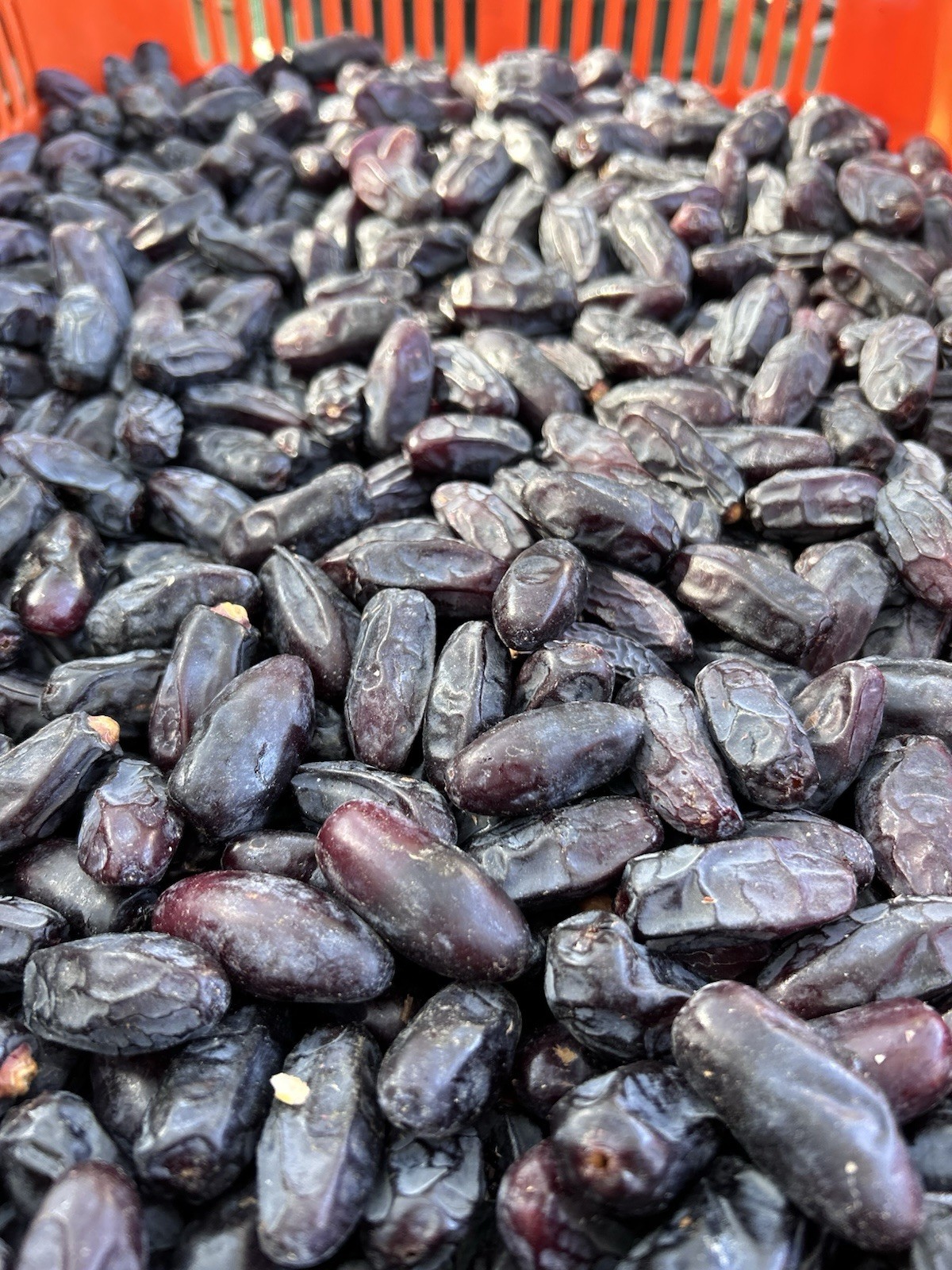 2023 Medjool Or BLACK DATE Safawi 11 Lbs Or Mix