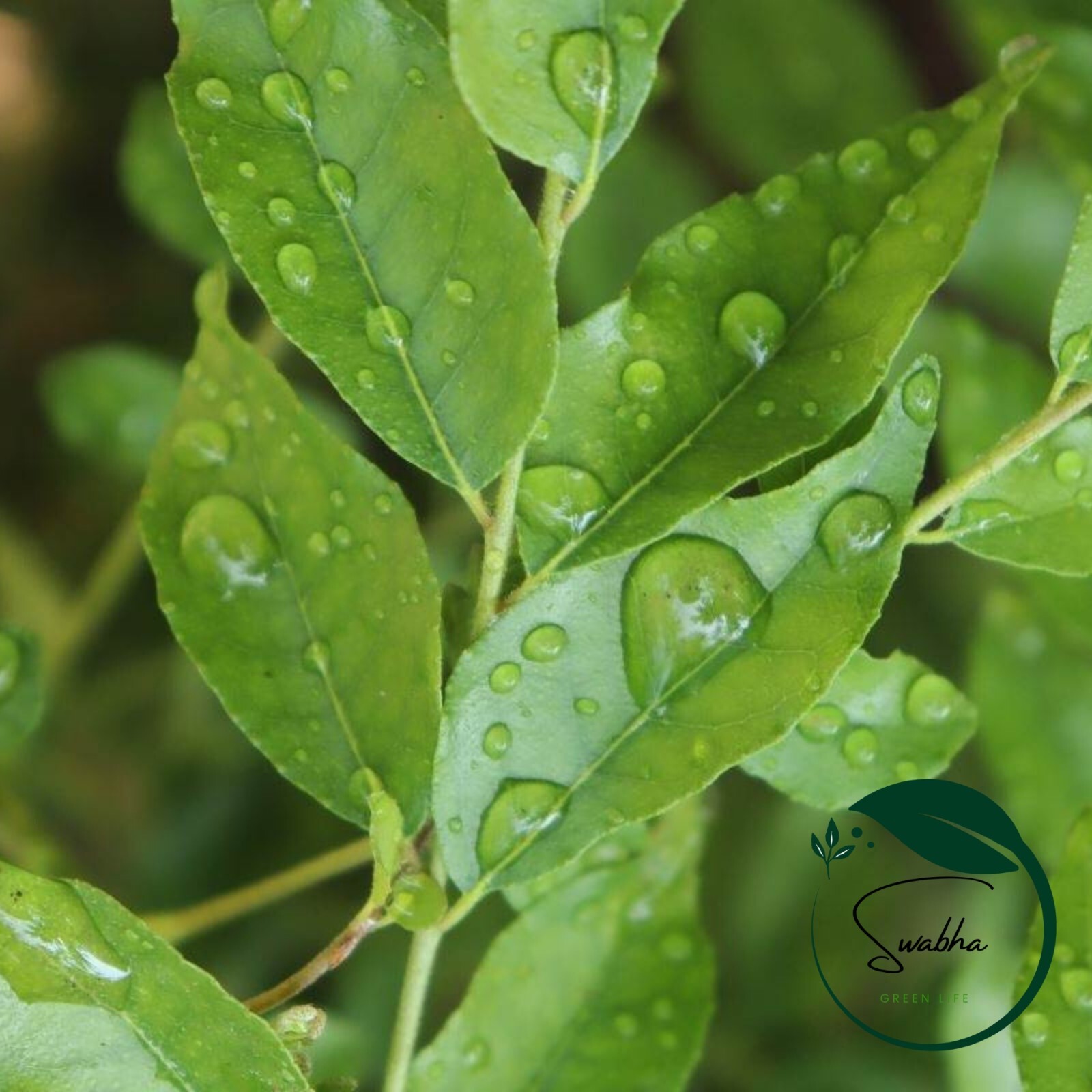Organic Dried Curry Leaves A Grade Premium Quality Natural (Murraya koenigii)