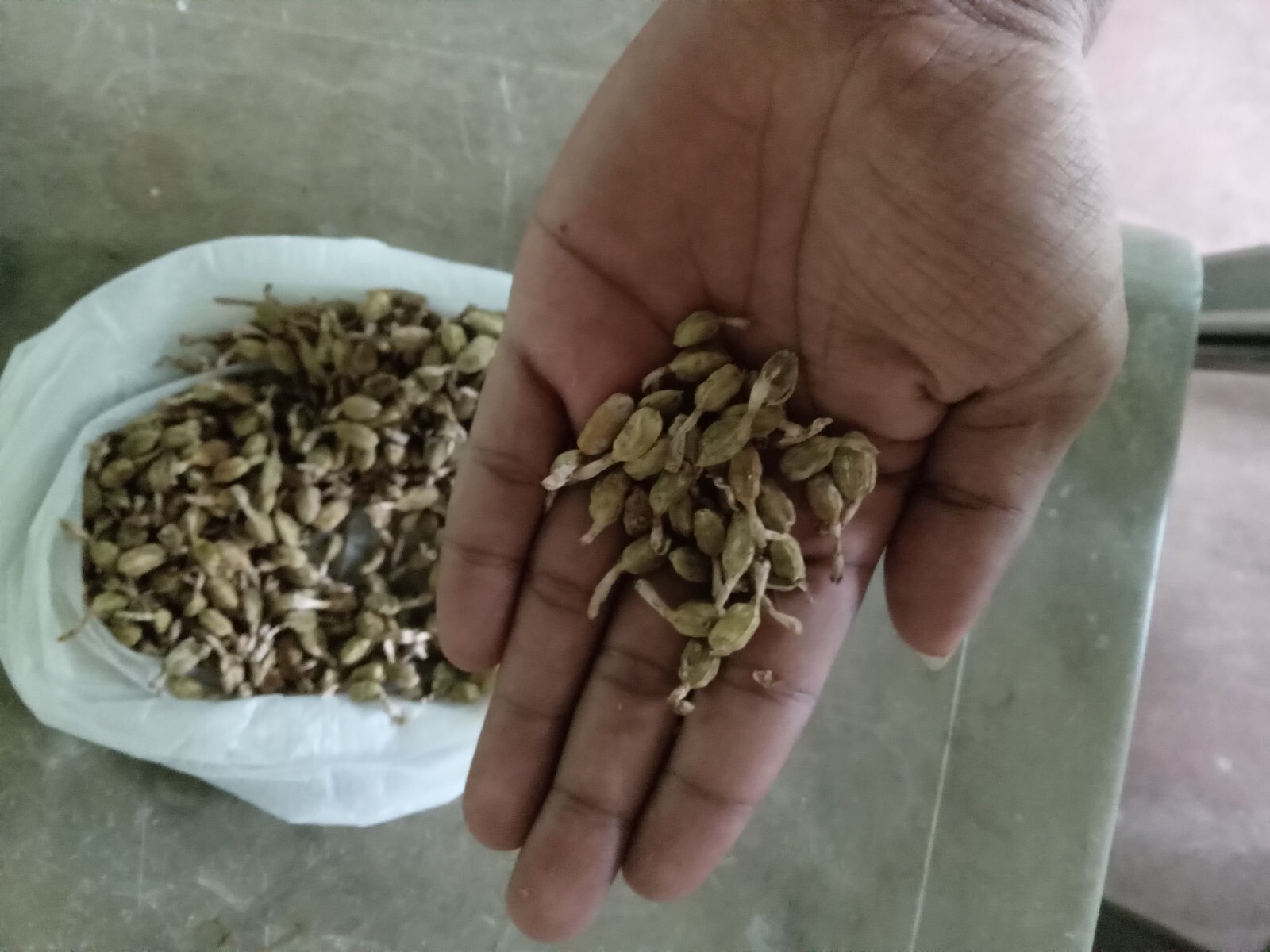 Premium Quality Green Cardamom Pods (FREE SHIPPING) cardamom 20 seeds Pack