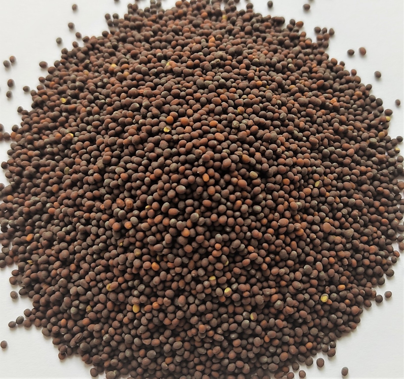 MUSTARD SEEDS BROWN WHOLE CANADA 1,2,4,8 OZ, 1, 2 LB RECLOSABLE BAG
