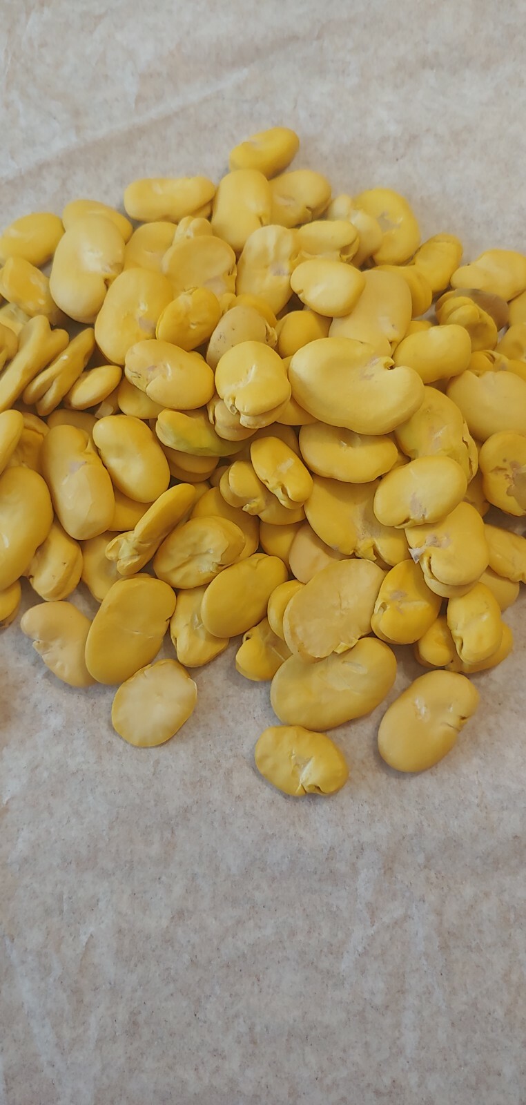 Bulk Peeled Fava Beans 4 lb Habas Beans Gluten Free Dried Beans
