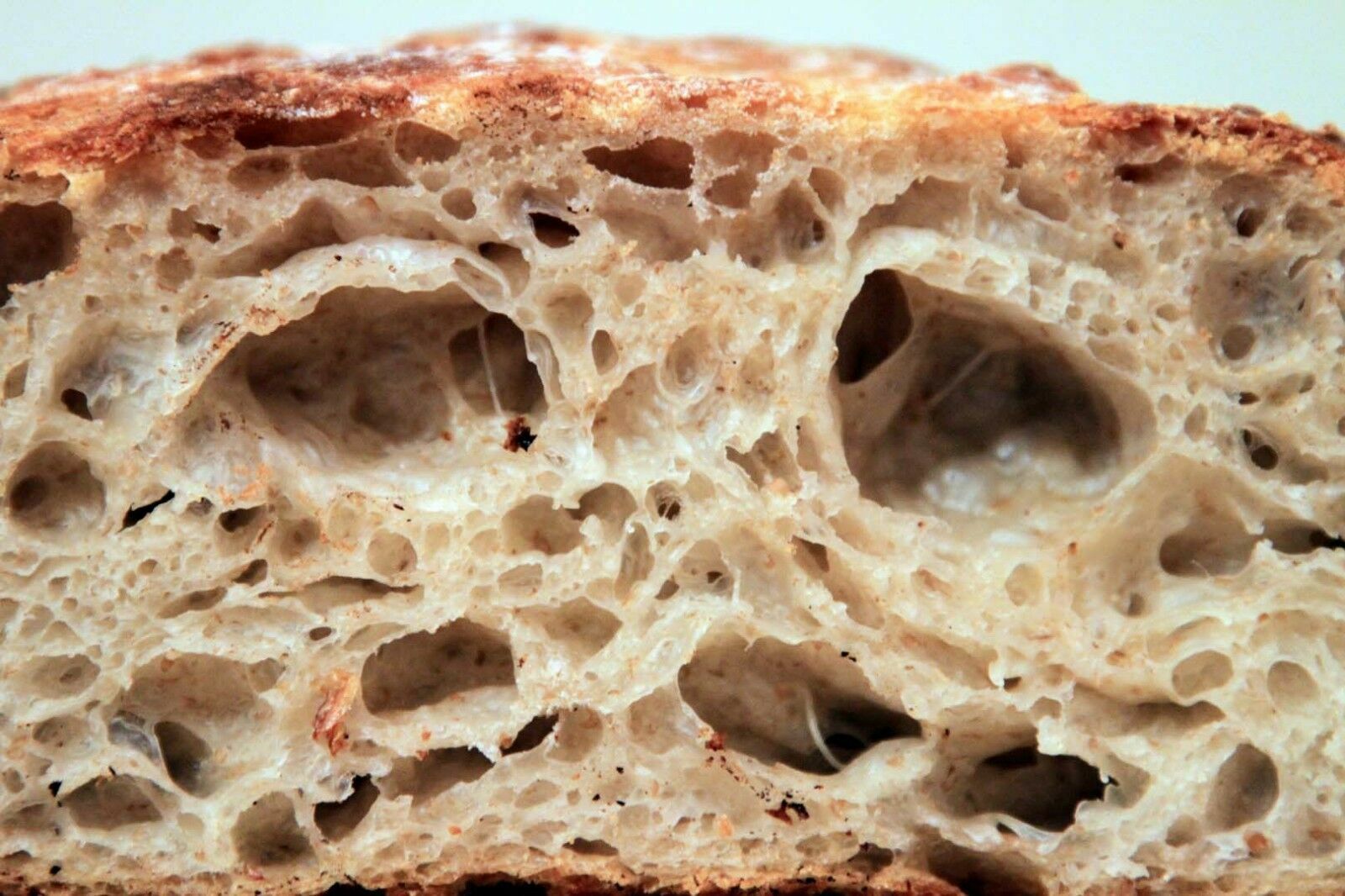 San Francisco SOURDOUGH live YEAST Purely Organic wharf FRESH BATCH MONTHLY