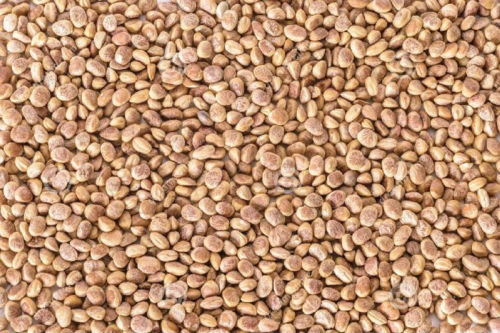 CHIRONJI SEEDS CHAROLI SEEDS Buchanania lanzan seed FREE SHIP – 500 gram