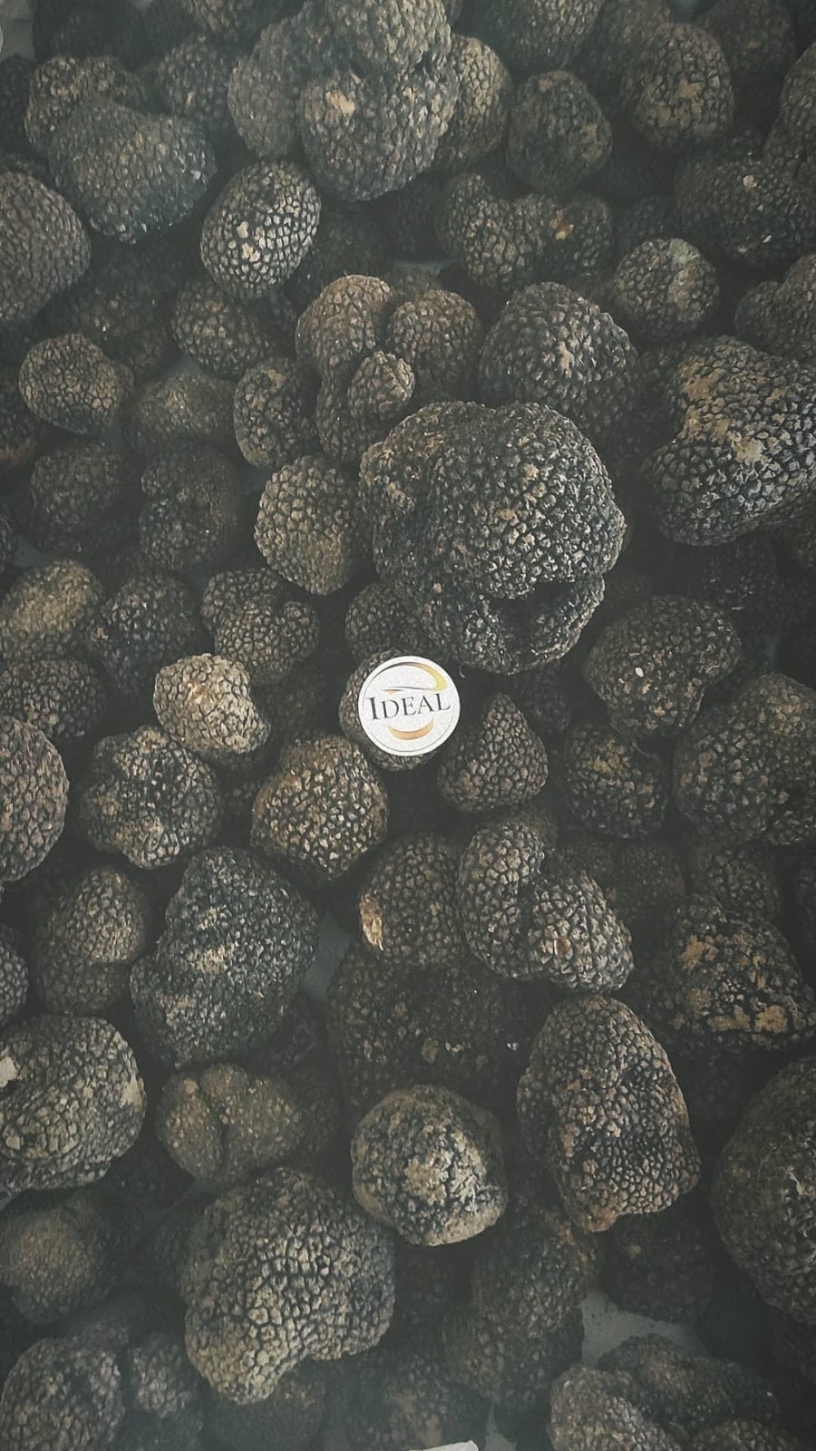 1 kg Summer Truffle – IT – 1st Choice – Tuber Aestivum Vitt. – ITALY