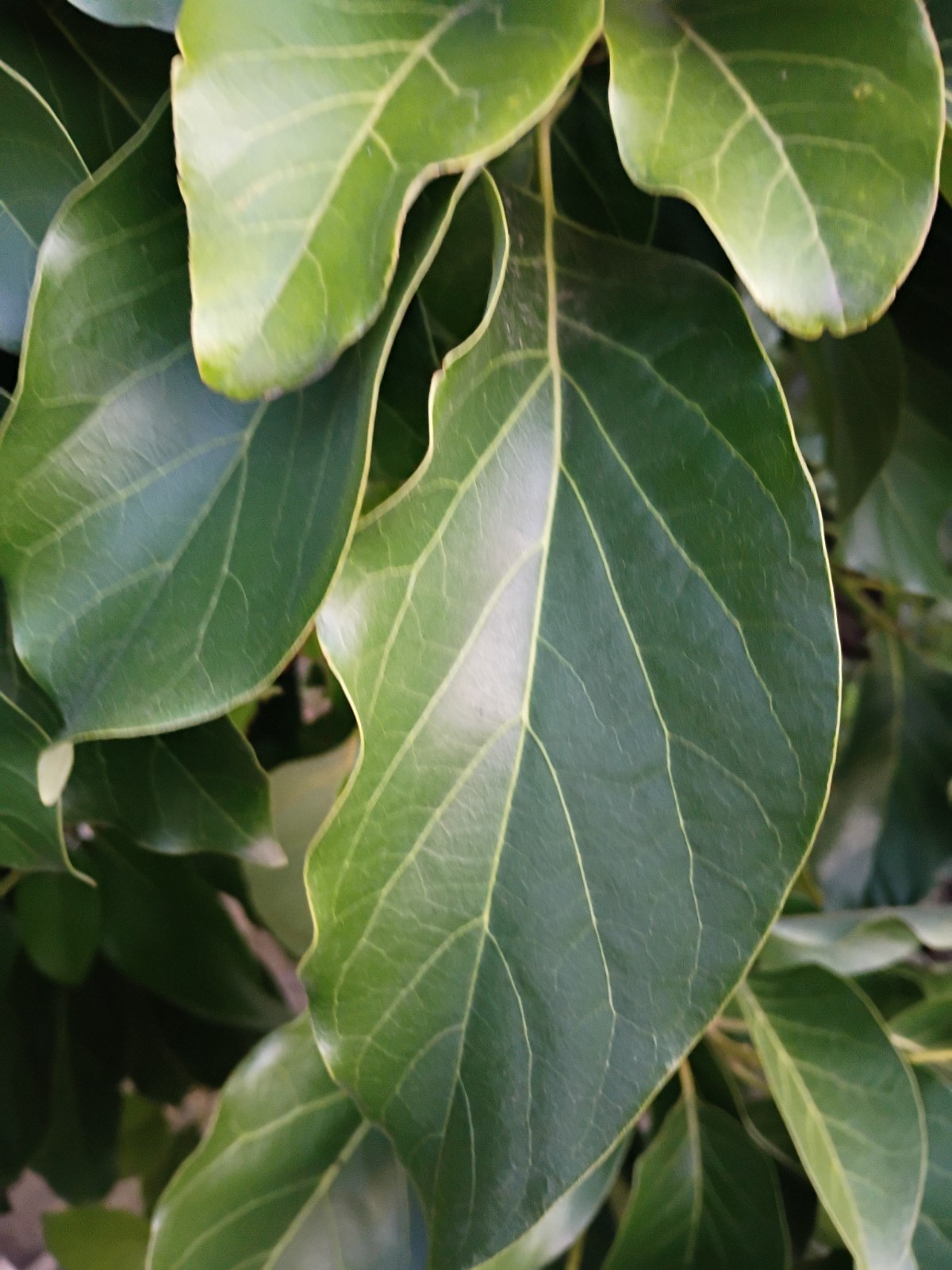 Organic fresh AVOCADO LEAVES | Pure Natural Leaf Hojas De Aguacate – 100 Leaves