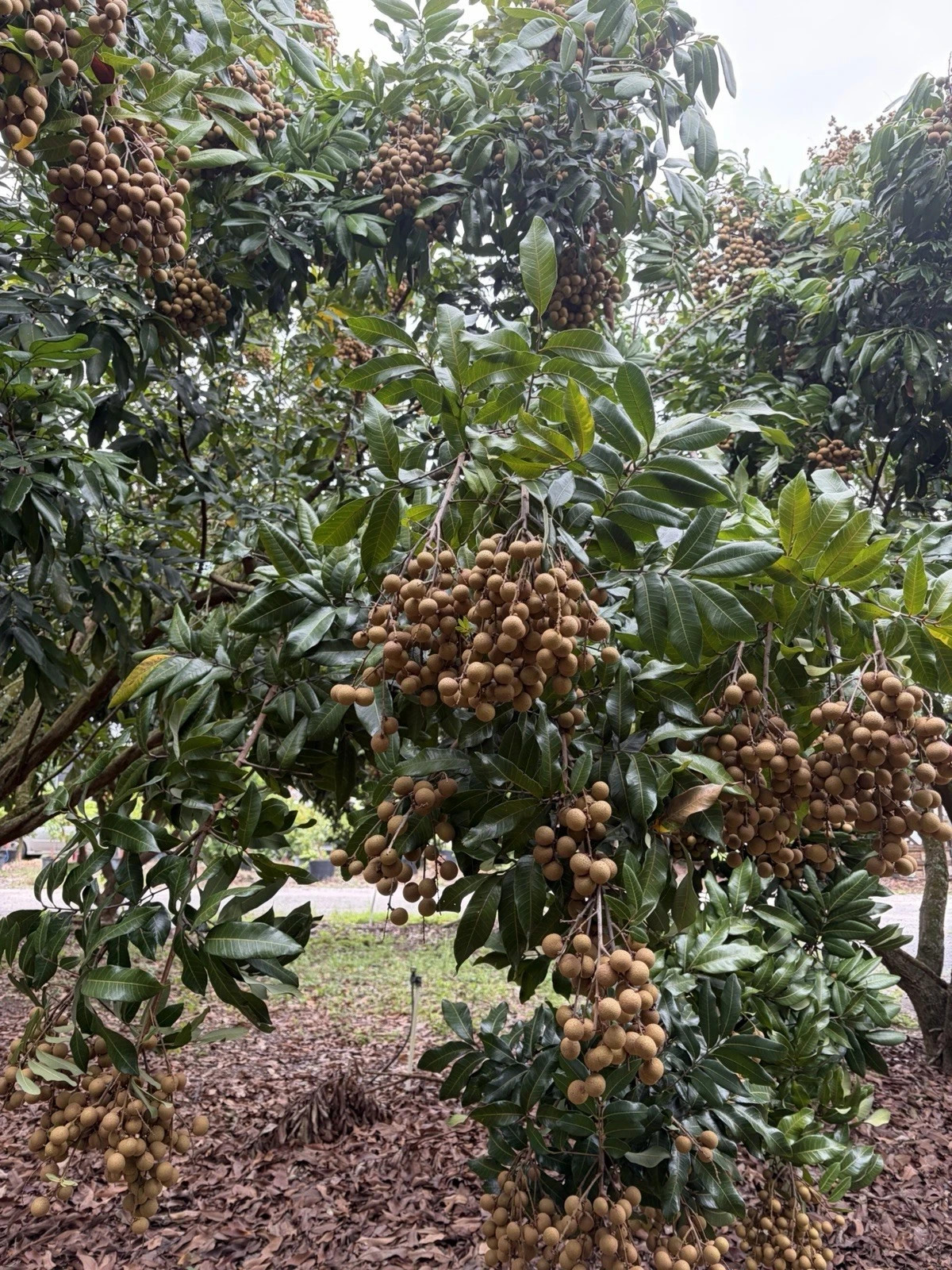 Longan (Dimocarpus) fresh fruit – by the lb