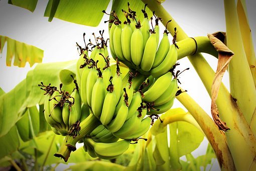 BANANA powder 16oz – 1lb , SE Brazil origin potassium, gluten free, nonGMO PAJE