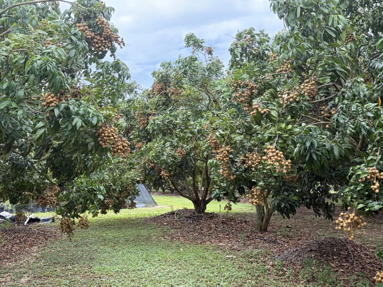 Longan (Dimocarpus) fresh fruit – by the lb