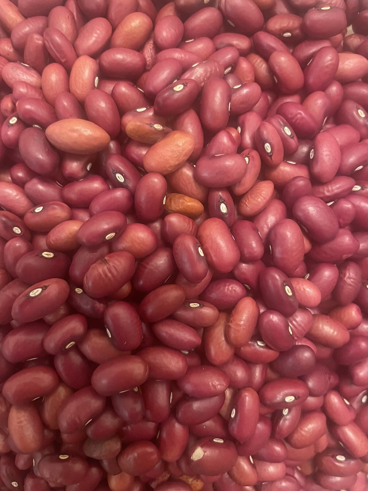White beans Red beans Lentil, Yellow peas Black eye Bulk Dried Beans 1 lb. Bag