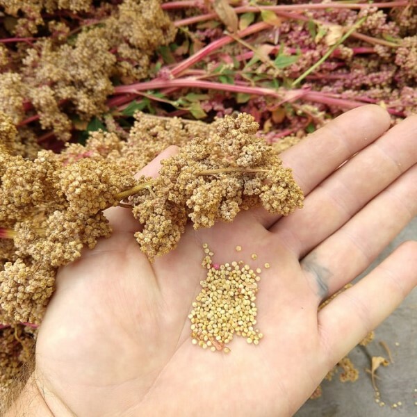 Quinoa Seed | 1lb to 5lb | 100% Pure Natural Hand Crafted