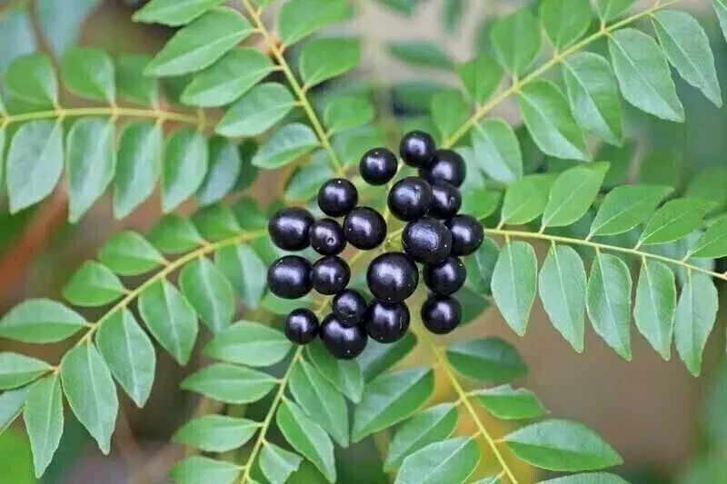 New Indian curry leaves, curry leaf plant, pure Kadi Patta Murraya seeds..