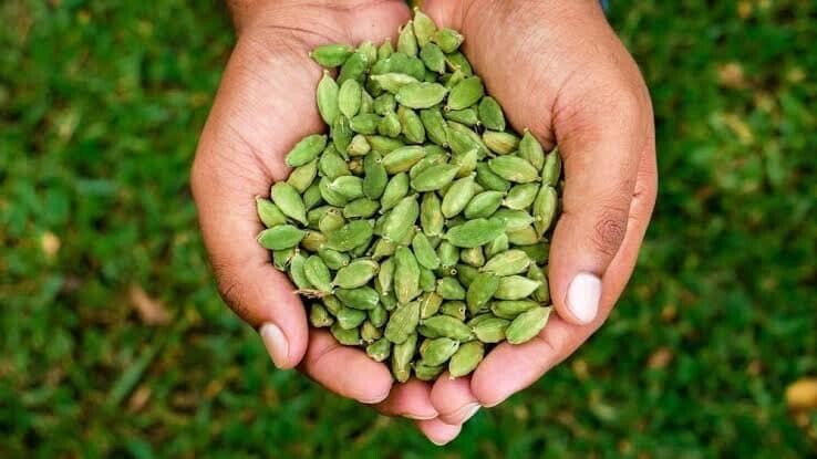 Organic Cardamom Seeds Pods Natural Ceylon 100% Quality Spices Premium 25g A+