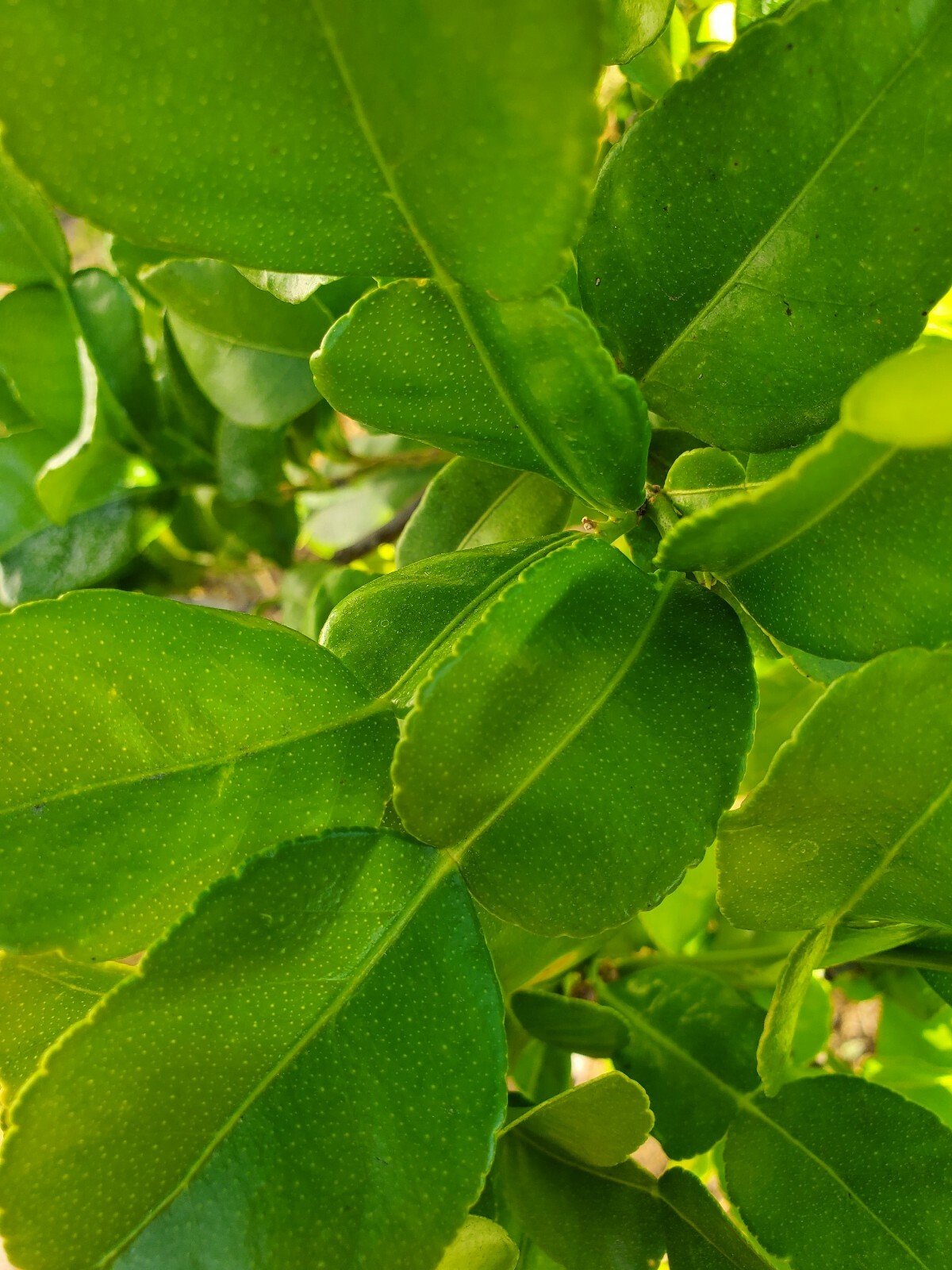 Fresh Kaffir Lime Leaves Thai Herbs- Picked to Order