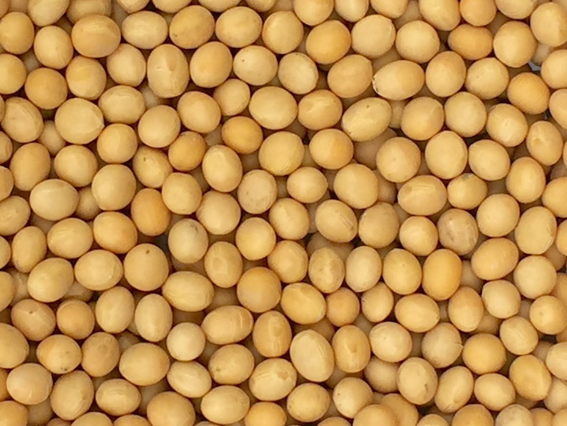 Premium Grade Non-gmo Soybeans (5 Pounds) – Great For Soy Milk And Tofu – Newest
