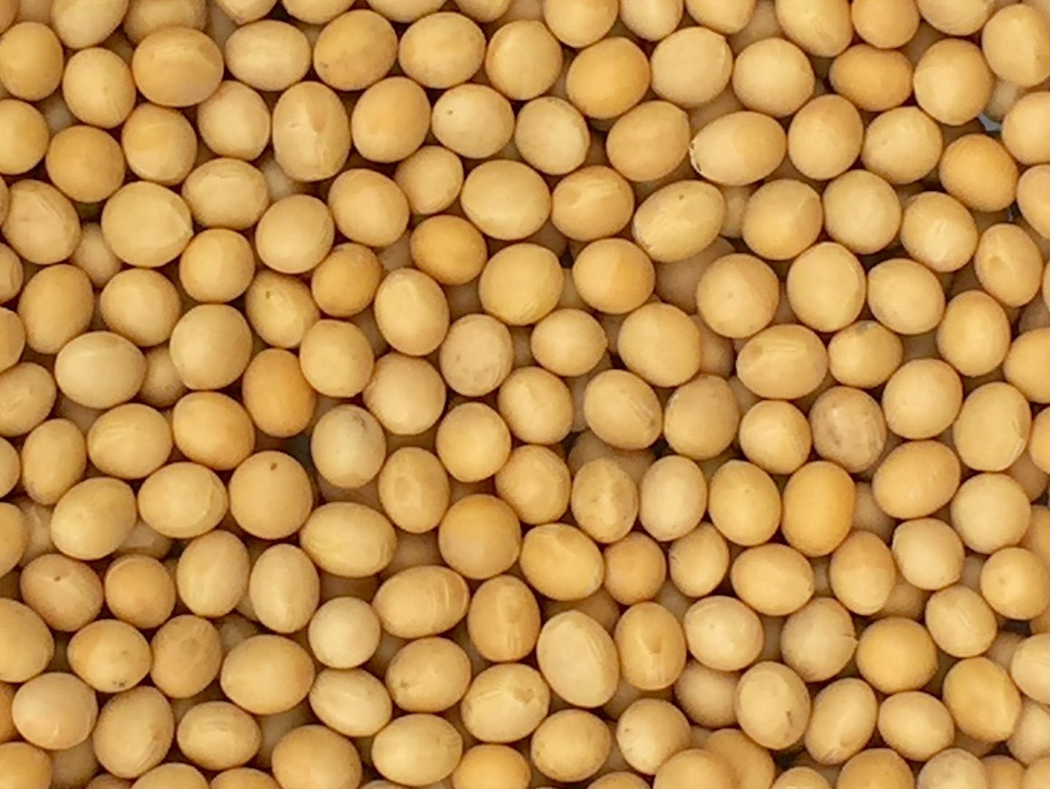 Premium Grade Non-Gmo Soybeans (5 Pounds) – Great for Soy Milk and Tofu – Produc