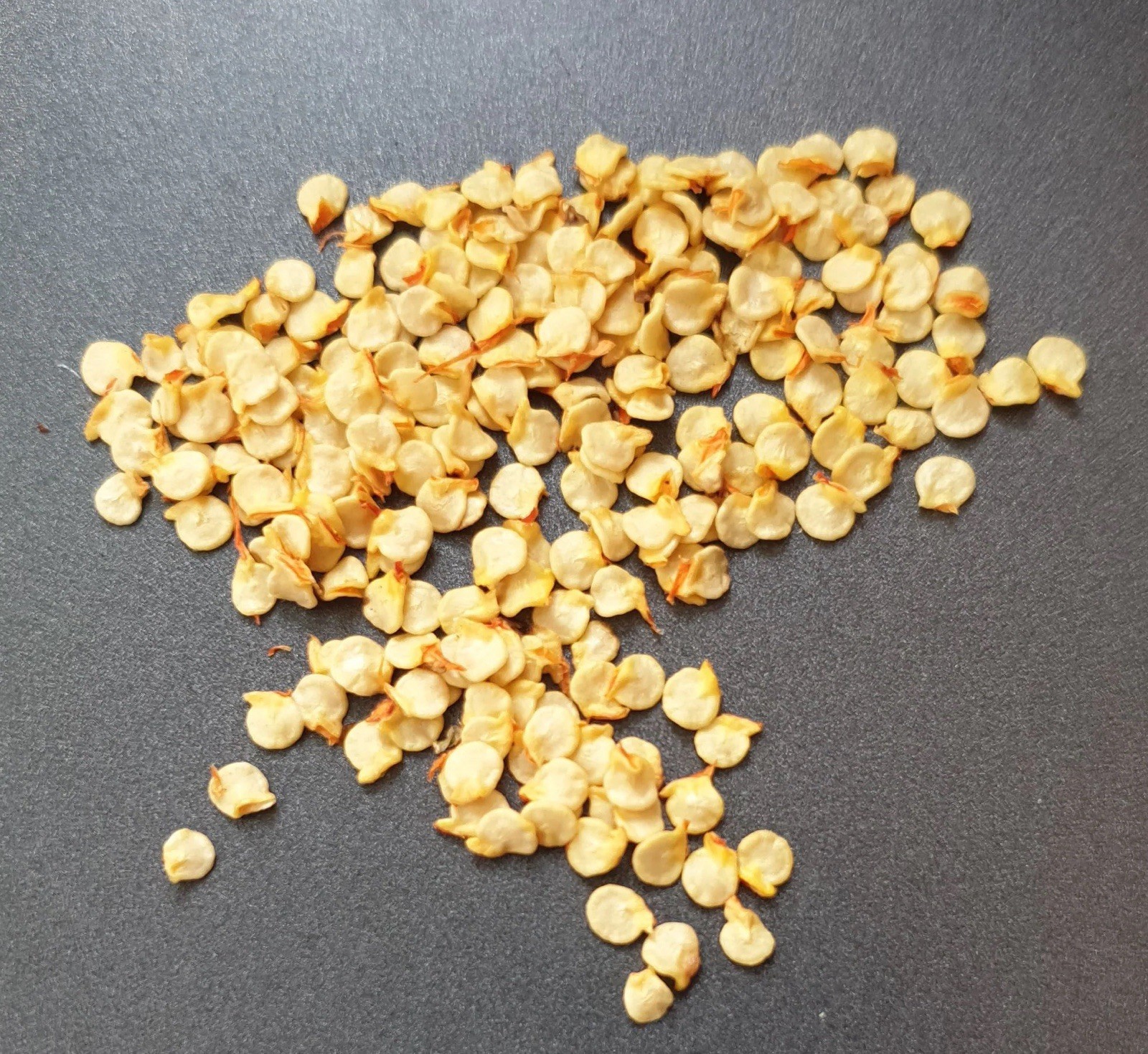 AJI DULCE GRANDE (50) SEEDS DE PUERTO RICO