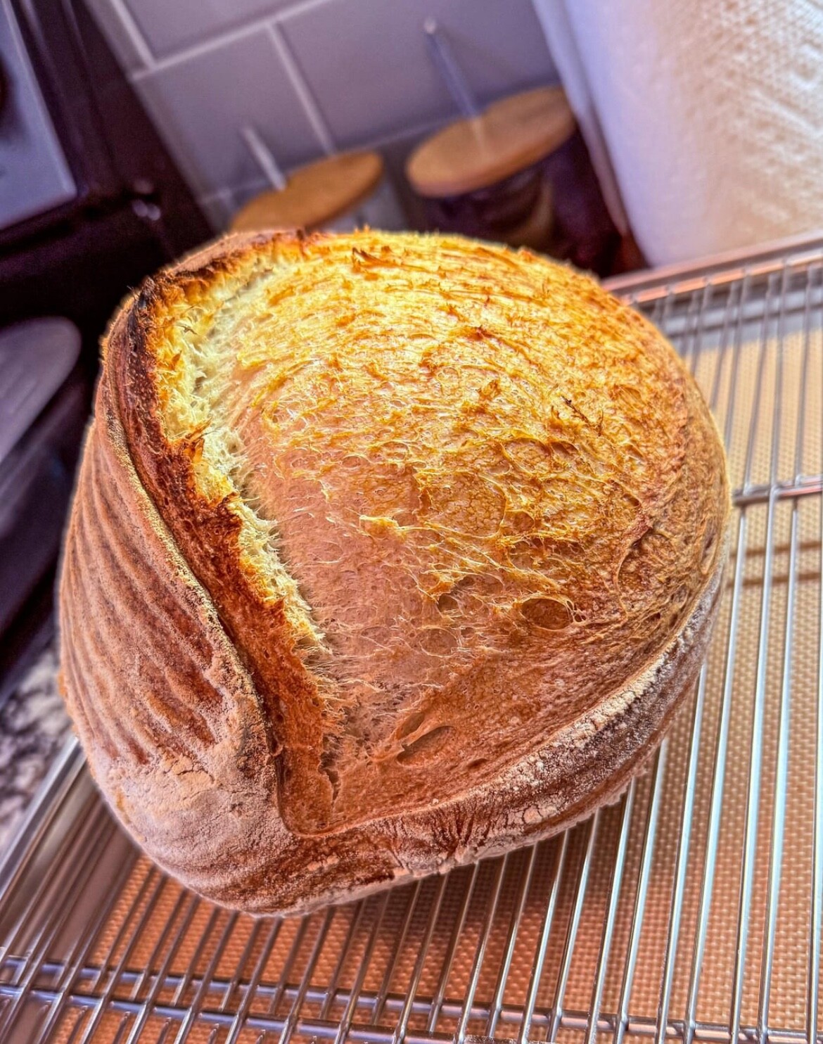 WILD YEAST Sourdough Starter Heritage San Francisco – 241yrs Old TOP SELLER!