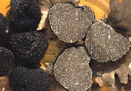 Precious Italian fresh black truffles. Black truffle 180g. 6,3 oz. Mushrooms.