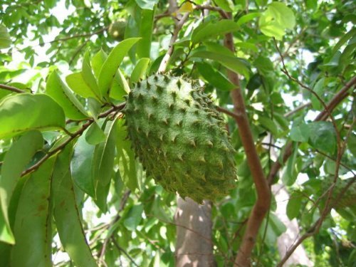 SOURSOP FRUIT powder(not leaves) 8oz 1/2lb Guanabana Graviola Cell health PAJE