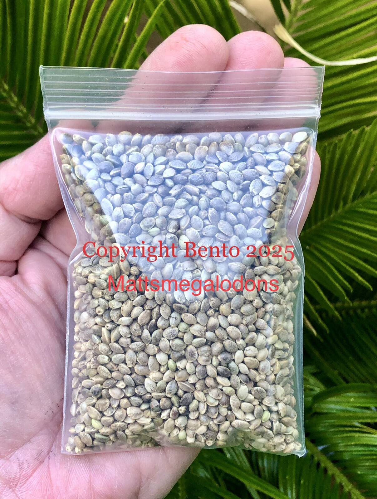 WHOLE ORGANIC RAW HEMP SEEDS 2 Ounces/60 Grams BEST QUALITY!